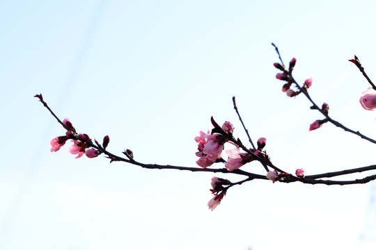 桃花树枝