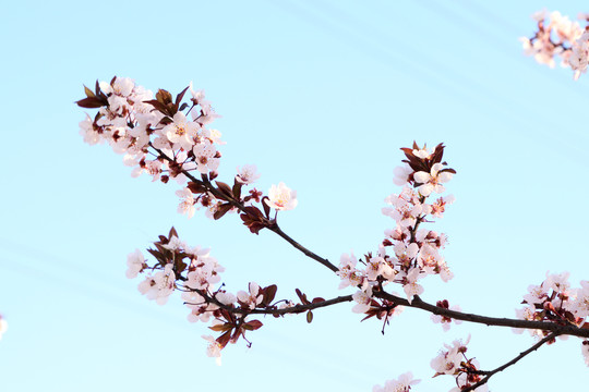 樱花花枝