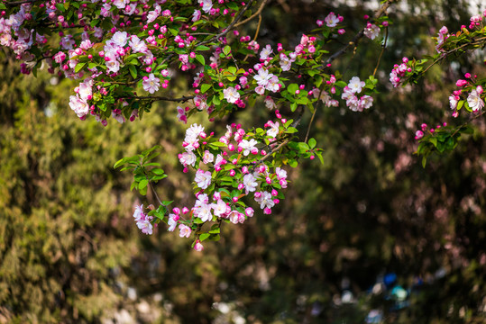 海棠花