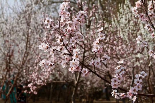 山桃花