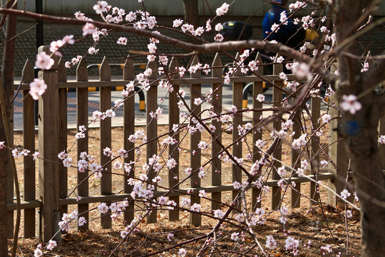 山桃花