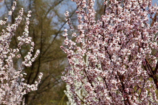 山桃花