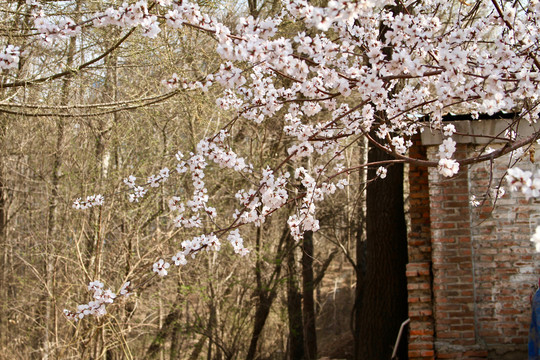 山桃花