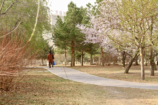 山桃花