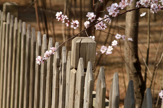 山桃花