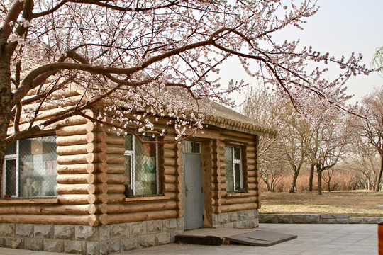 山桃花