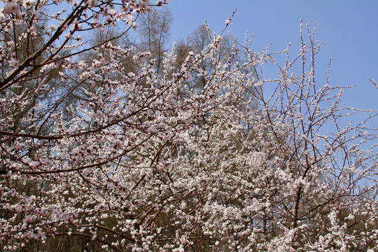 山桃花