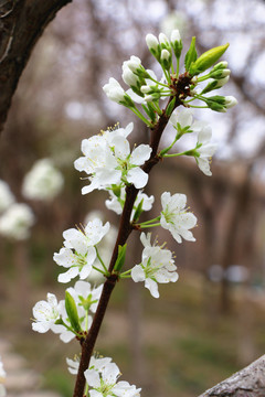 春天果树花团锦簇