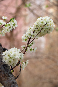 春天果树开花