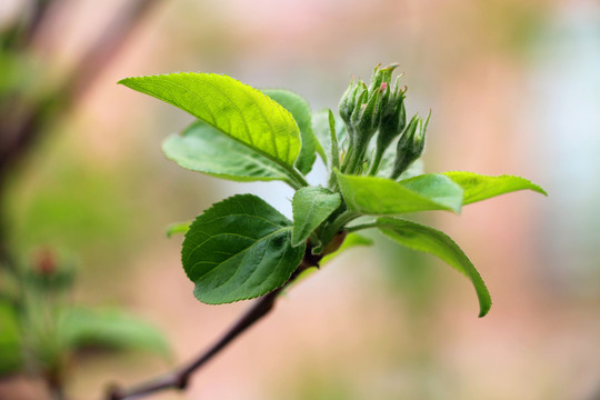 春季果树发芽