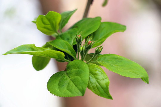 春季果树发芽