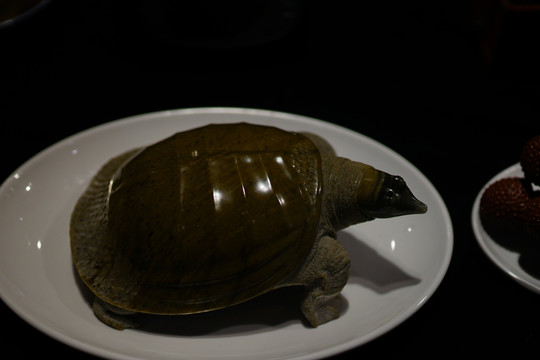 寿山石雕刻乌龟