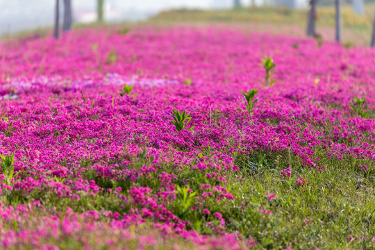 芝樱花