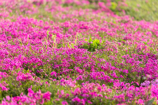 芝樱花