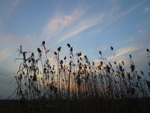 夕阳下的芦苇