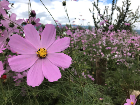 格桑花