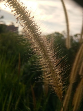 阳光下的小草