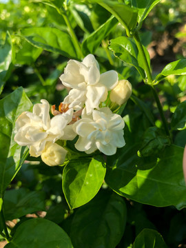 广西南宁横县茉莉花