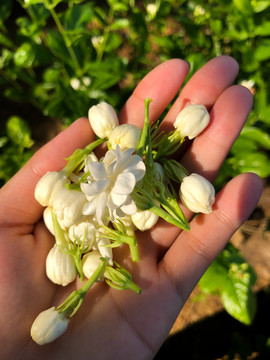 广西南宁横县茉莉花