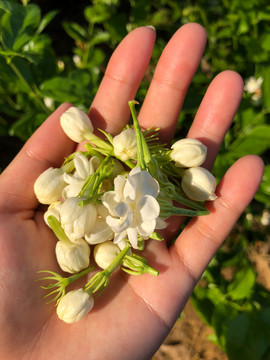 广西南宁横县茉莉花