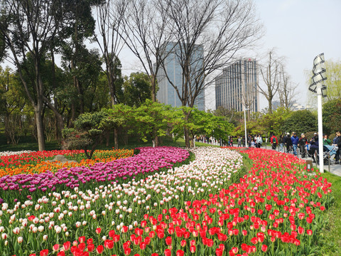 郁金香花园