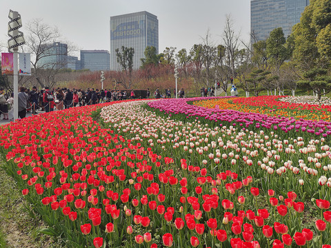 郁金香花海