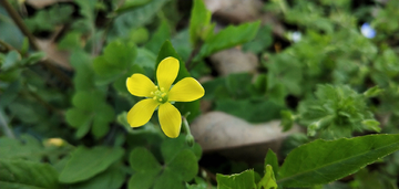 小黄花