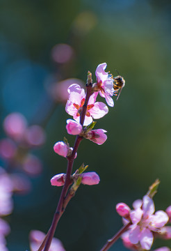 蜜蜂采花