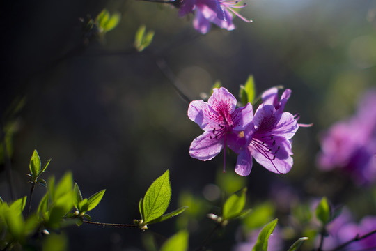 杜鹃花