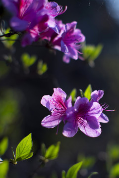 杜鹃花