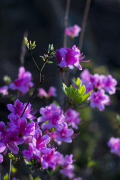 杜鹃花