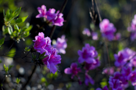 杜鹃花