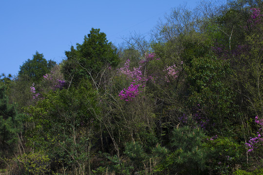 杜鹃花