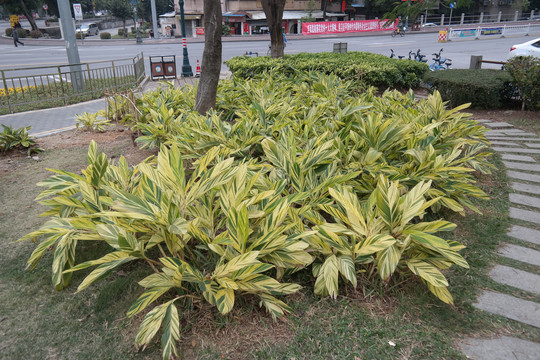 山姜植物