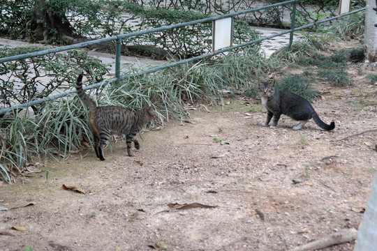 两只家猫