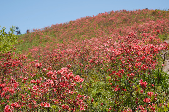 杜鹃花