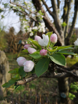 八棱海棠 海棠花