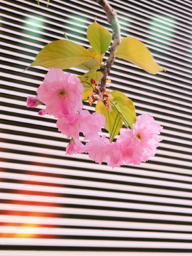 樱花与百叶窗