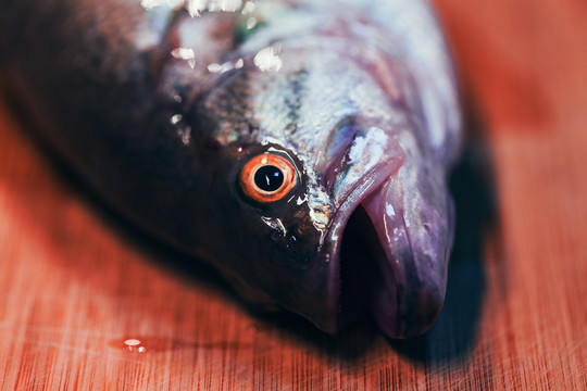 鱸魚