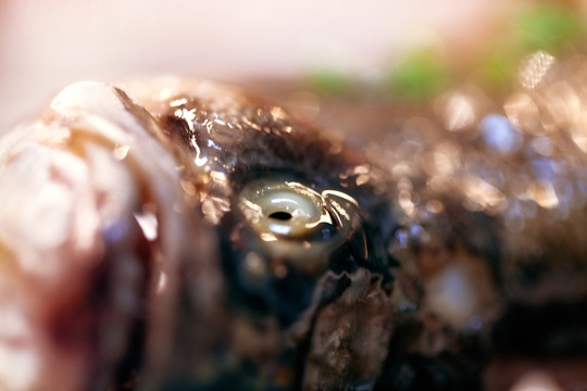 清蒸鱸魚