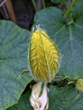 瓜类植物开花 花朵