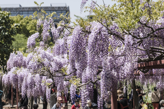 紫藤花