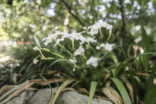 蝴蝶花