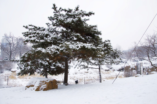 鞍山孟泰公园一株雪挂松树