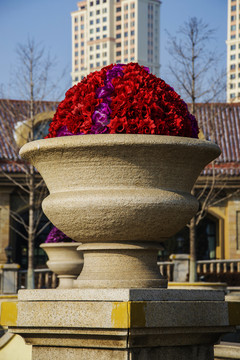 石制花盆与红色的半球状鲜花