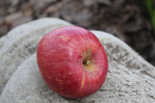 丑苹果水果摄影外景