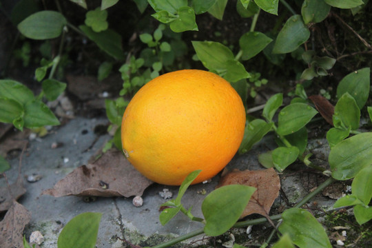 丑苹果橙子椪柑桔子相机