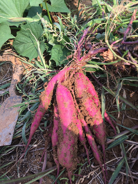 红薯紫薯地瓜
