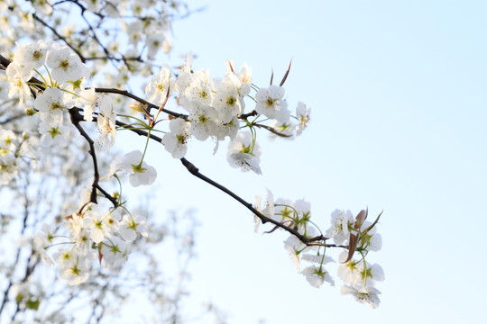 梨花花枝