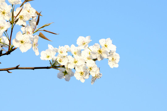 梨花枝